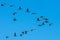 Canadian geese flying south in plow formation