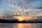 Canadian Geese Flying in V Formation