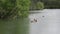 Canadian geese goslings with parents swimming in a lake