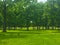 Canadian geese in grassy field