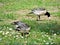 Canadian  geese on the green meadow, Suomenlinna, Helsinki