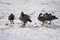 Canadian Geese on ice near open water