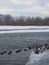 Canadian Geese on an Icy Riverbank