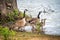 Canadian Geese in Katy Allen Lake, Nevada