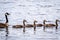 Canadian Geese in Katy Allen Lake, Nevada