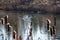 Canadian Geese on Lake Prepare for Wintering