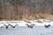 Canadian Geese Landing Fox River in Silver Lake, Wisconsin