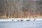 Canadian Geese Landing Fox River in Silver Lake, Wisconsin