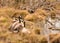 Canadian geese nesting in a meandering creek