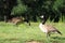 Canadian Geese in a Park