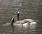 Canadian Geese Photo. Couple close-up profile view swimming in the water in its habitat and environment, looking to the left side