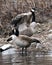 Canadian Geese Photo. Couple close-up profile view by the the water with spread wings in their habitat and