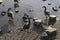 Canadian Geese Relaxing on a Rocky Beach Area