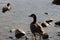 Canadian Geese Relaxing on a Rocky Beach Area