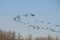 Canadian geese return south