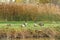 Canadian geese on a river in migration season Branta canadensis
