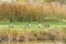 Canadian geese on a river in migration season Branta canadensis