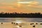 Canadian Geese Silhouette on a Lake