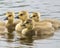 Canadian Geese Stock Photos.  Baby Canadian Geese