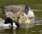 Canadian Geese Stock Photos.  Canadian Geese with baby geese gosling. Canadian Goose. Parenting geese. Protecting baby birds