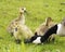 Canadian Geese Stock Photos.  Canadian Geese with baby geese gosling. Head close-up. Canadian Goose. Protecting baby birds