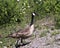 Canadian Geese stock photos.Canadian Geese close-up profile view displaying brown feather plumage, body with a foliage background