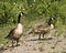 Canadian Geese stock photos. Canadian Geese couple close-up profile view with a foliage background in their habitat and