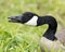 Canadian Geese Stock Photos.  Canadian Goose. Head close-up profile view. Open beak displaying tongue and teeth.  Blur green