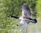 Canadian Geese stock photos.  Geese Candian Geese flying profile view. Canadian geese profile view. Image. Portrait. Picture.