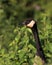 Canadian Geese stock photos. Head close-up. Image. Picture. Portrait