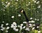 Canadian Geese stock photos. Head close-up. Marguerites meadow flowers. Image. Picture. Portrait