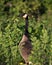 Canadian Geese stock photos. Image. Picture. Portrait