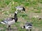 Canadian  geese on the summer meadow, Suomenlinna, Helsinki