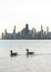 Canadian geese swim past the Chicago skyline in the water of Lake Michigan at sunset