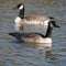 Canadian Geese Swimming