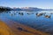 Canadian Geese swimming in the lake