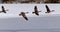 Canadian Geese taking flight over a frozen lake