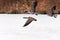 Canadian geese taking flight over a frozen lake