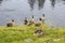 Canadian geese at Trout Lake in Lamar Valley in Yellowstone National Park