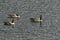 Canadian geese at Trout Lake in Lamar Valley in Yellowstone National Park
