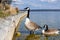 canadian geese at Tutzing Starnberg lake Germany