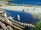 Canadian Geese walk sandy Willows beach with driftwood strewn along the shore