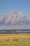 Canadian Geese walking under Grand Teton