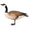 Canadian Goose