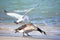 Canadian Goose Being Attacked by a Seagull