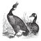 Canadian Goose Bernicla Canadensis vintage engraving