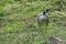 Canadian Goose, Bird Photography, Outdoor Wildlife, Nature