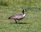 Canadian goose, branta canadensis, foraging for food in a pasture in Edwards, Colorado.