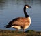 Canadian Goose Or Branta Canadensis Standing Beside A Lake