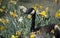 Canadian goose or Canada goose resting among yellow and white tulip flowers in spring